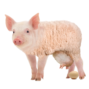 Eierlegende Wollmilchsau